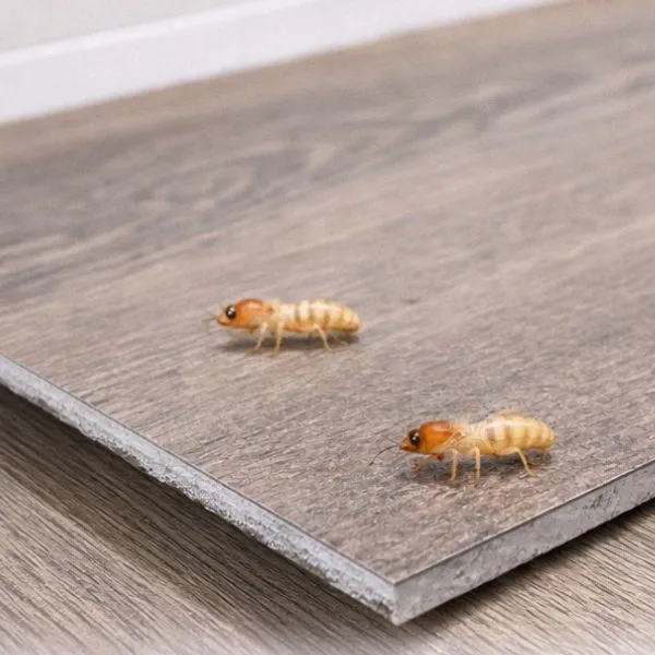 Butuh SPC Flooring? Hubungi Kami Bintang Anugrah